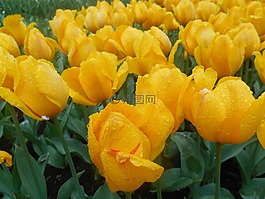 鮮花,春天,黃色的花朵