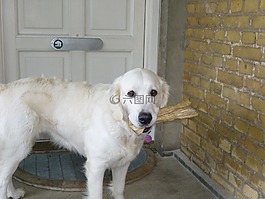 金毛尋回犬,狗,餓