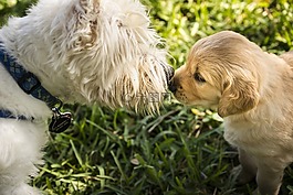 westie,狗,小獵犬