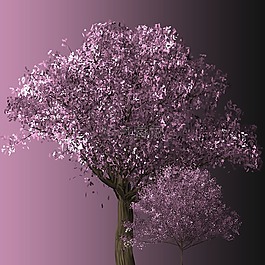 櫻花樹,櫻花,樹