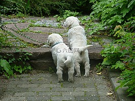 金毛尋回犬,小狗,寵物