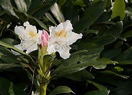 杜鵑,杜鵑棉,開花