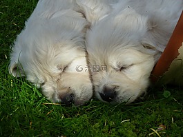 金毛尋回犬,小狗,狗