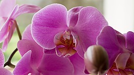 蘭花,花,紫