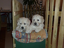 金毛尋回犬,小狗,狗
