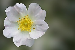 野生玫瑰,玫瑰,開花