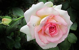花,玫瑰,花瓣