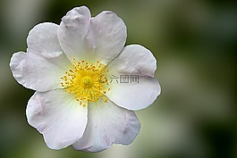 野生玫瑰,玫瑰,開花