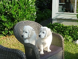 金毛尋回犬,小狗,狗