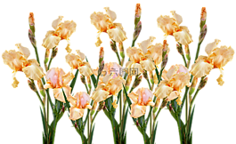 花,植物區(qū)系,花的