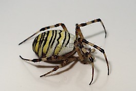 蜘蛛,zebraspinne,昆虫