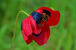 罌粟,野花,開(kāi)花