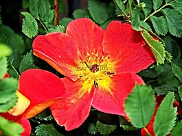 花,紅色,花的