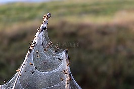 蜘蛛,宏,蜘蛛草甸