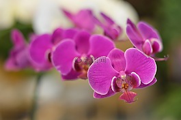 蘭花,花卉,性質(zhì)