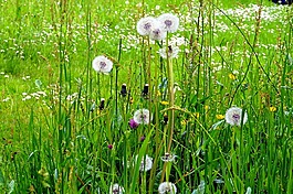 草,草地,花