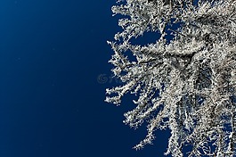 樹,雪,樹磨砂