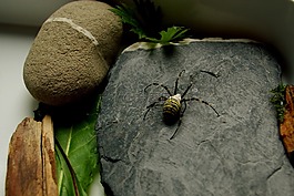 蜘蛛,zebraspinne,昆虫