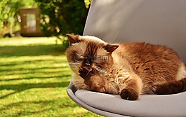 英国短毛猫,猫,国内的猫