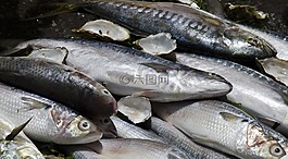 魚(yú),海,摩洛哥