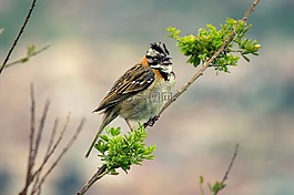動物,鳥,ave