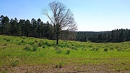 景觀,性質(zhì),樹