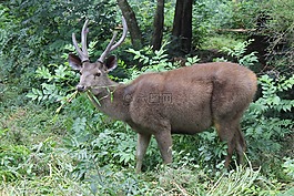 鹿,雄鹿,野生動(dòng)物