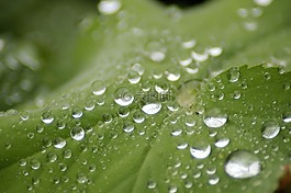 雨,拖放,葉