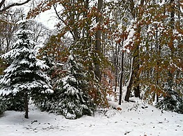 雪,樹,冬天