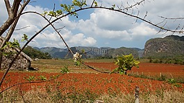 開花,景觀,山
