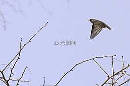 常見的八哥,歐椋鳥,鳥