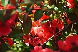火布什,春天,開花