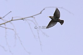 常見的八哥,歐椋鳥,鳥