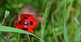 紅色,花,natur