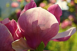 玉蘭花,關(guān)閉,magnoliengewaechs