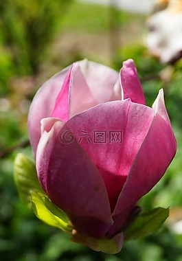 玉蘭花,關(guān)閉,性質(zhì)