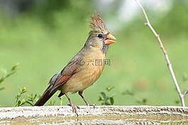 自然,鳥,野生動物