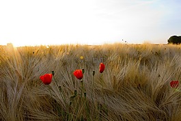 糧食,klatschmohn,日出