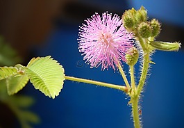 含羞草,鮮花,植物