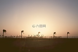 棕櫚樹,海灘,風(fēng)