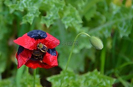 紅色,花,natur