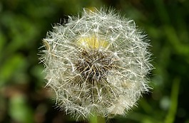 蒲公英,花,關(guān)閉