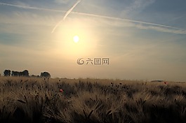 农业,字段,粮食
