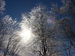 樹,冰,太陽