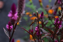 鲜花,紫色,capun