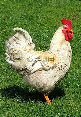 哈恩,鳥,家禽