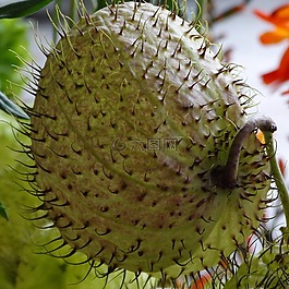 植物,鮮花,綠色