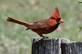 野生動物,鳥,自然