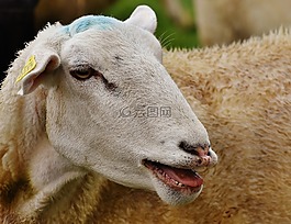 羊,動(dòng)物,草地