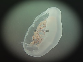 月亮,波羅的海,dahme